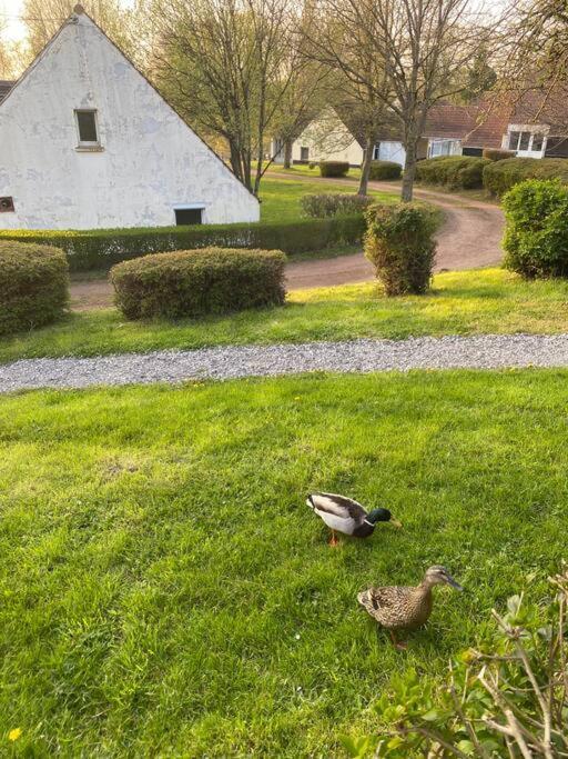 Le Nid Du Cygne Appartement Houlle